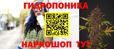 шишки Заводоуковск